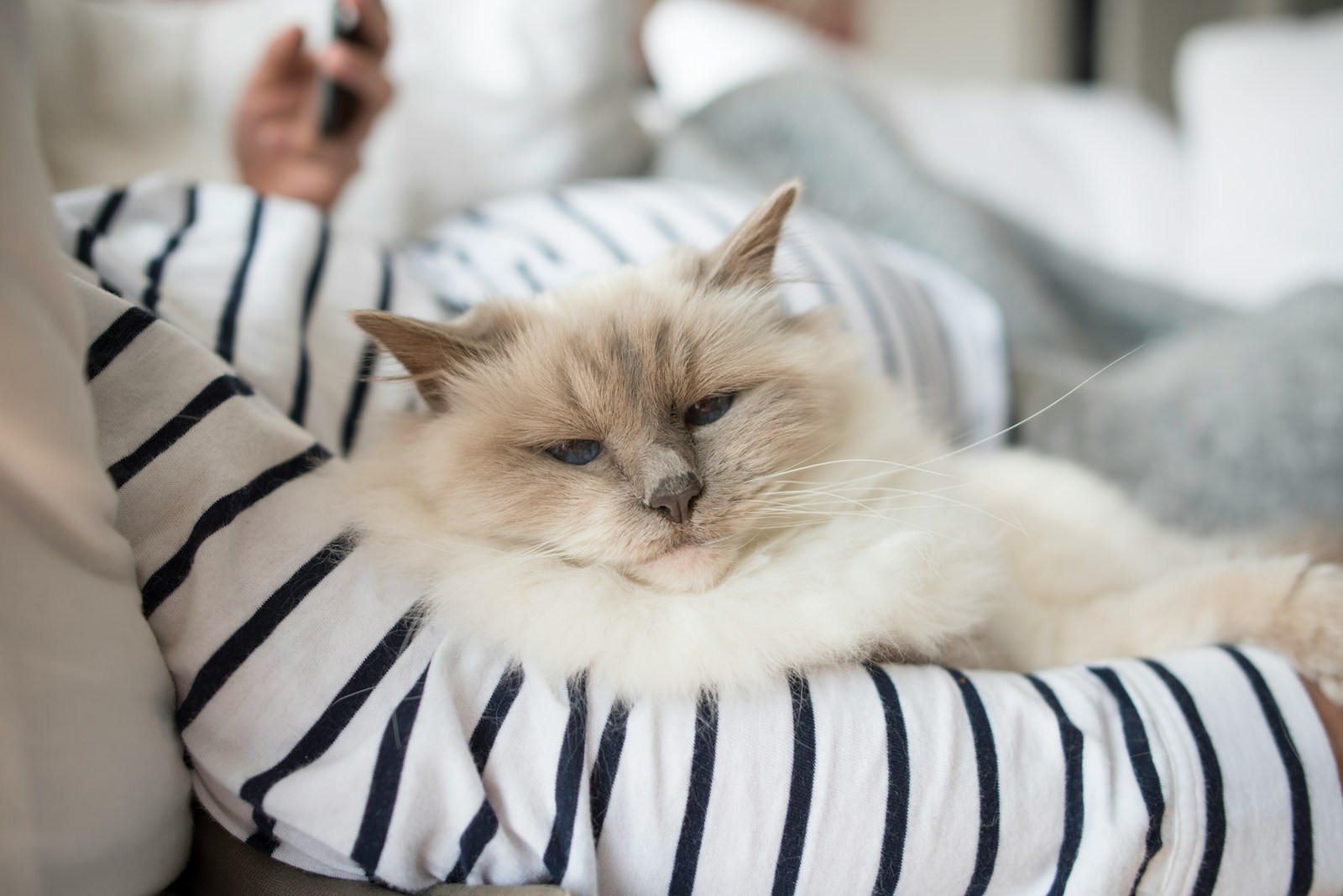 white and brown long fur cat on white and blue striped textile