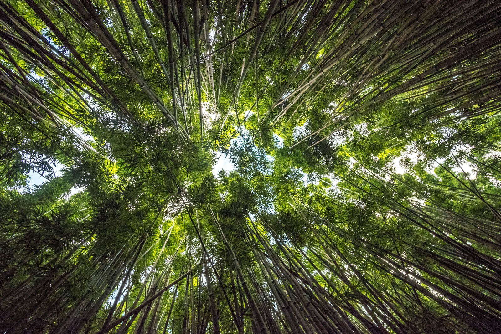 low-angle photography of trees